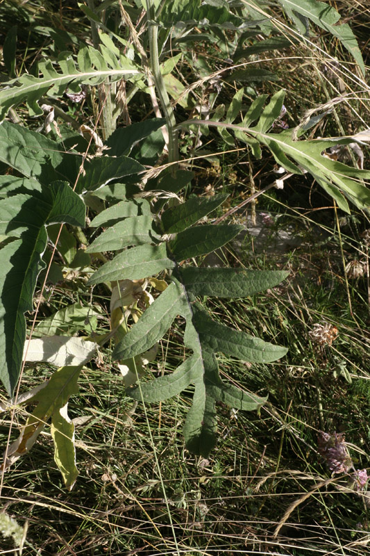Rhaponticum bicknellii / Fiordaliso di Bicknell